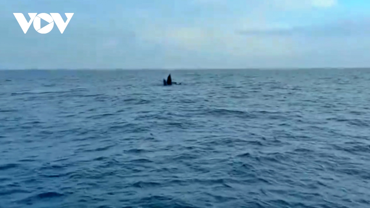Cá voi liên tục xuất hiện tại vùng biển Cô Tô